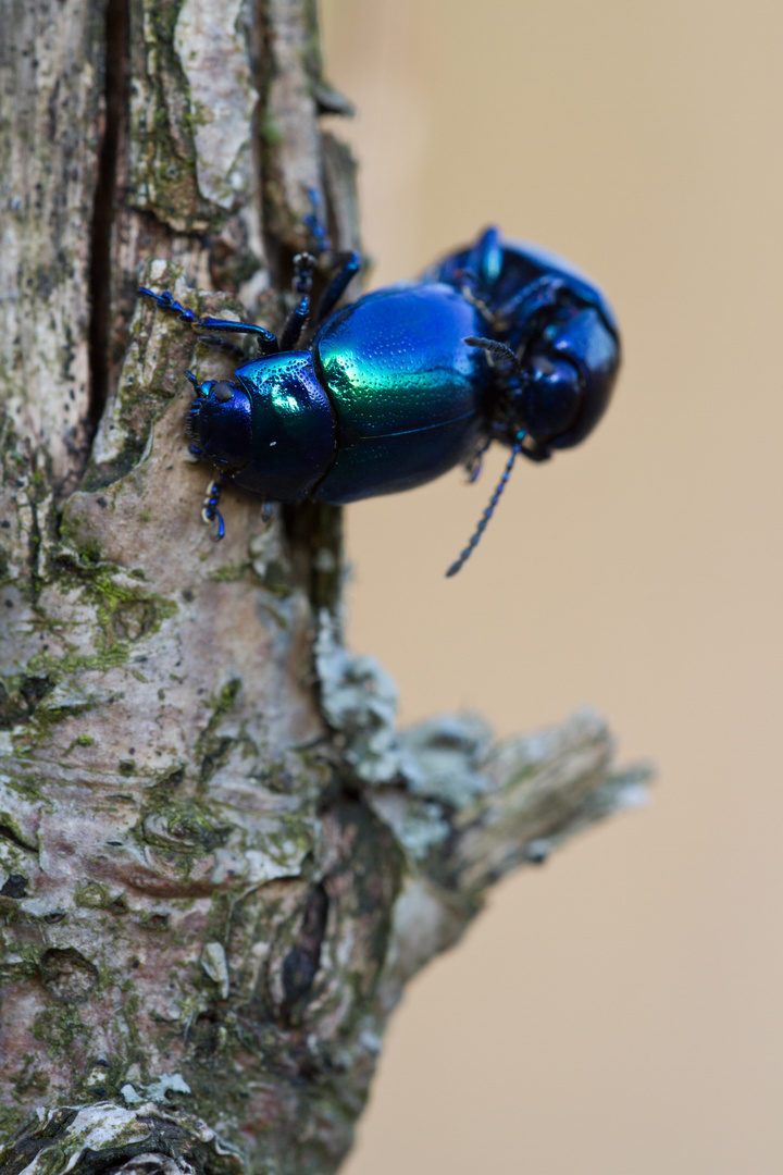 Chrysolina coerulans (engl. Mint Beetle)