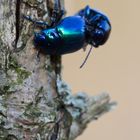 Chrysolina coerulans (engl. Mint Beetle)