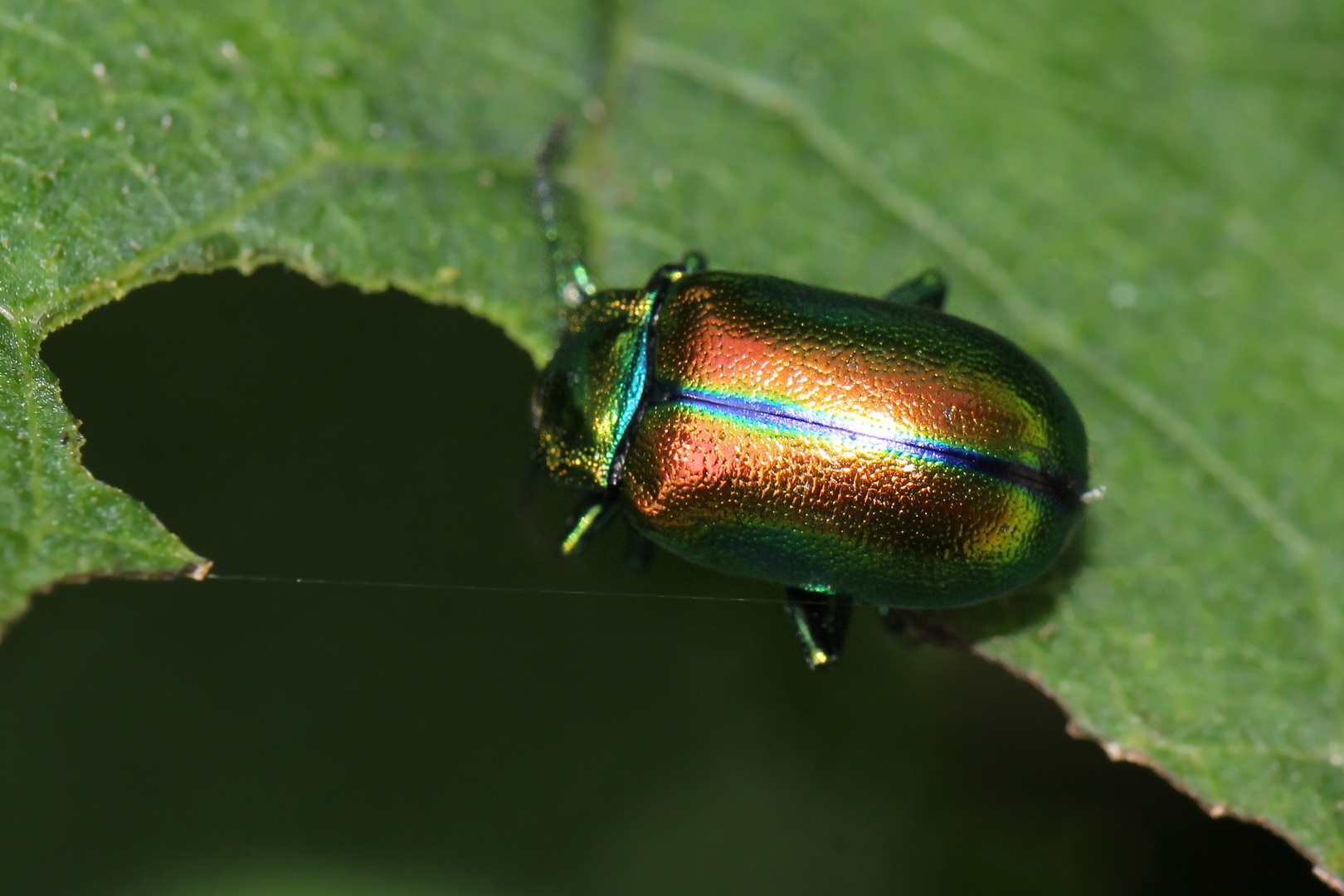 Chrysolina fastuosa