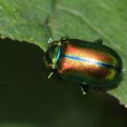 Chrysolina fastuosa