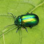 Chrysolina fastuosa