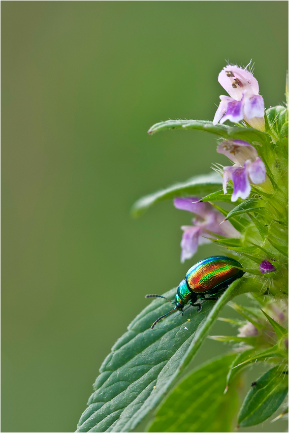 Chrysolina fastuosa - Ovaläugiger Blattkäfer