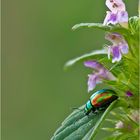 Chrysolina fastuosa - Ovaläugiger Blattkäfer