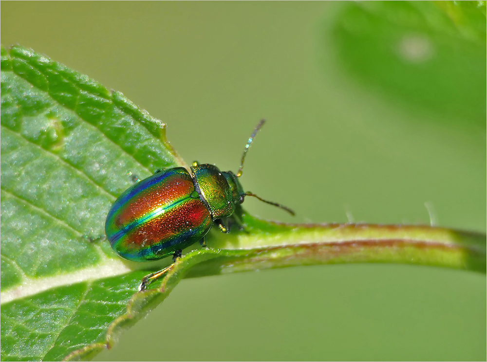 Chrysolina graminis (Blattkäfer)