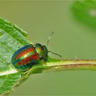 Chrysolina graminis (Blattkäfer)