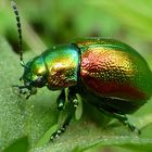 Chrysolina graminis