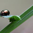 Chrysolina herbacea