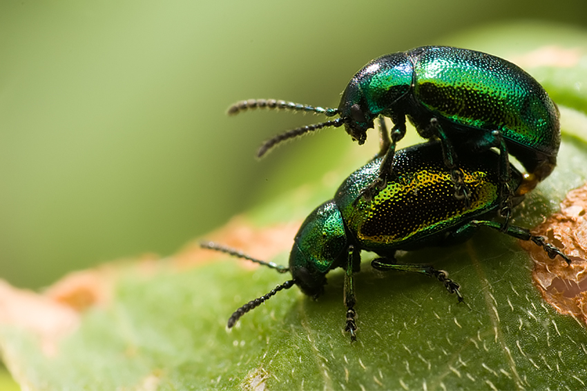 Chrysolina herbacea