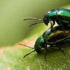 Chrysolina herbacea