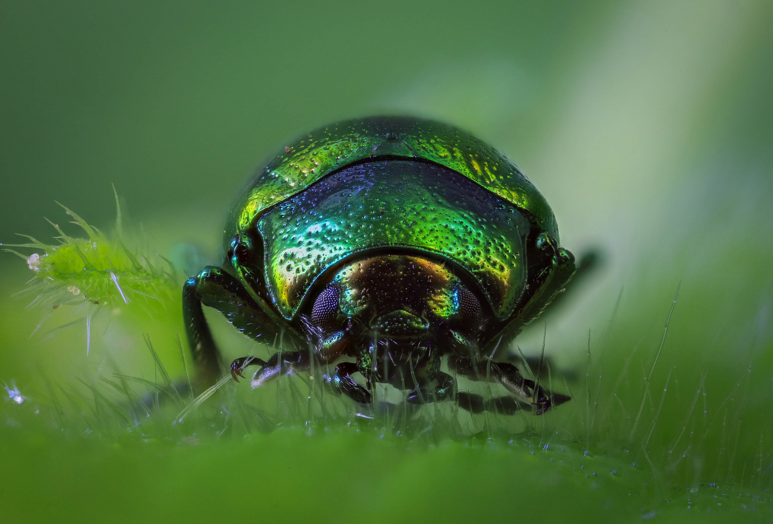 Chrysolina Herbacea