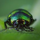 Chrysolina Herbacea