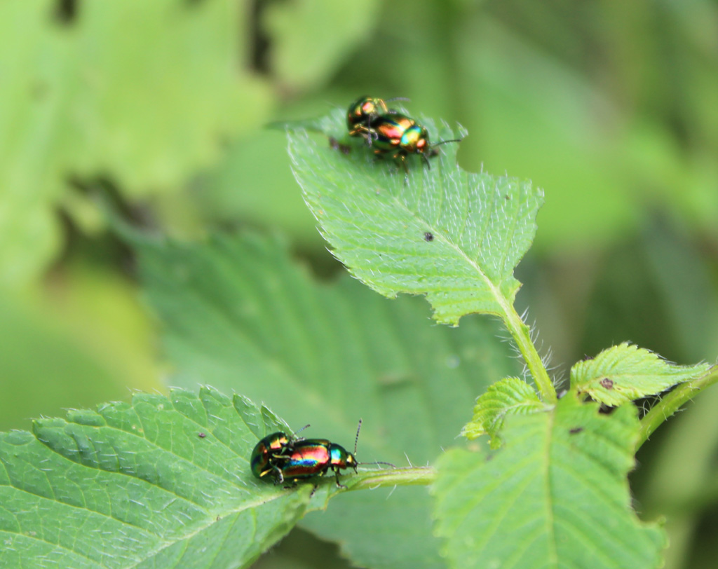 Chrysolina Pärchen 