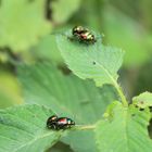 Chrysolina Pärchen 