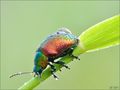 Coleoptera