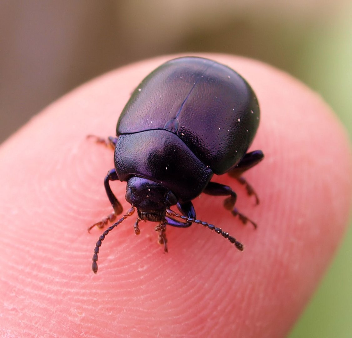 Chrysolina sturmi