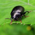 Chrysolina sturmi