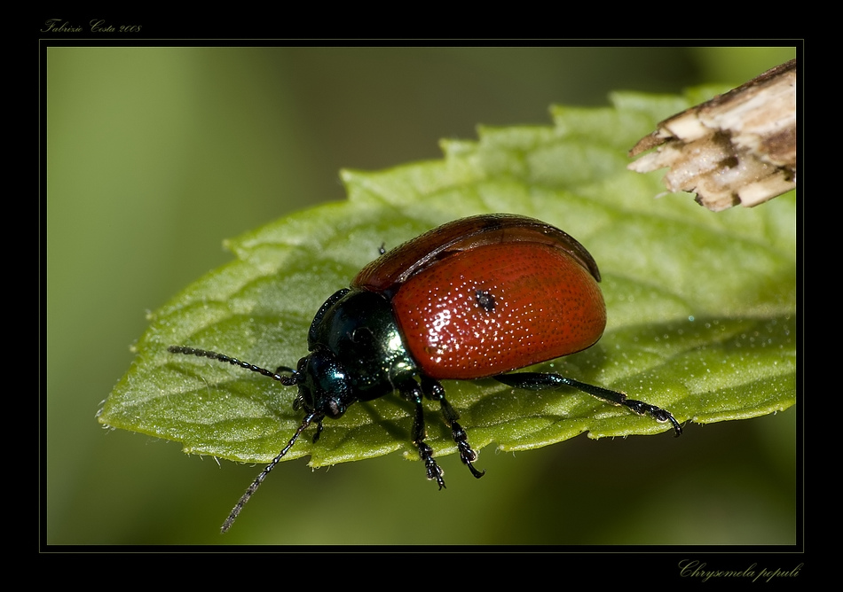 Chrysomela populi