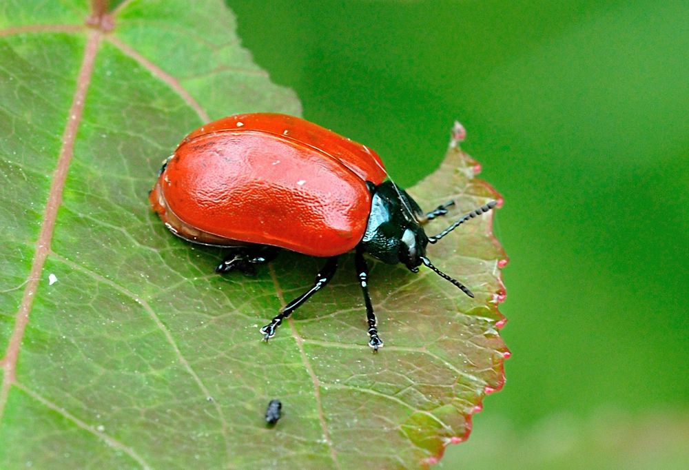 Chrysomela populi