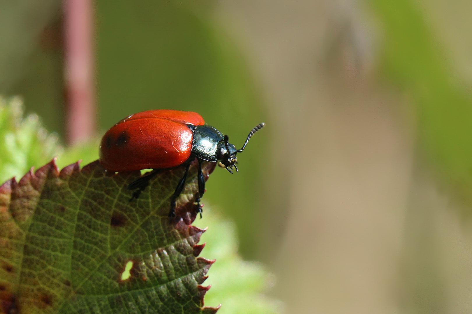 Chrysomela populi