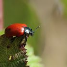 Chrysomela populi