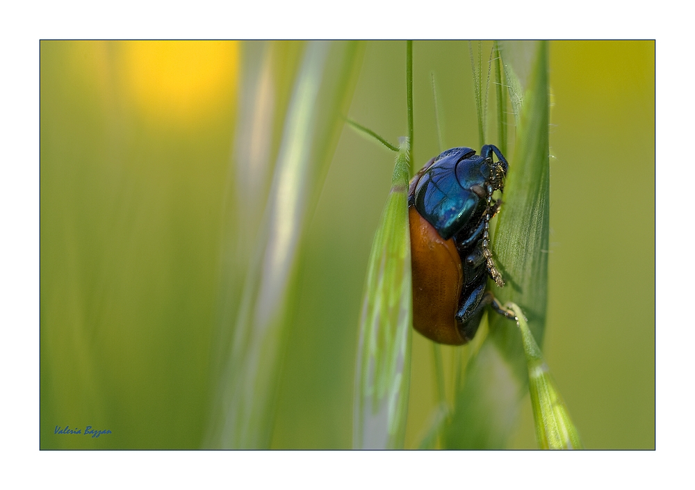 Chrysomela Populi