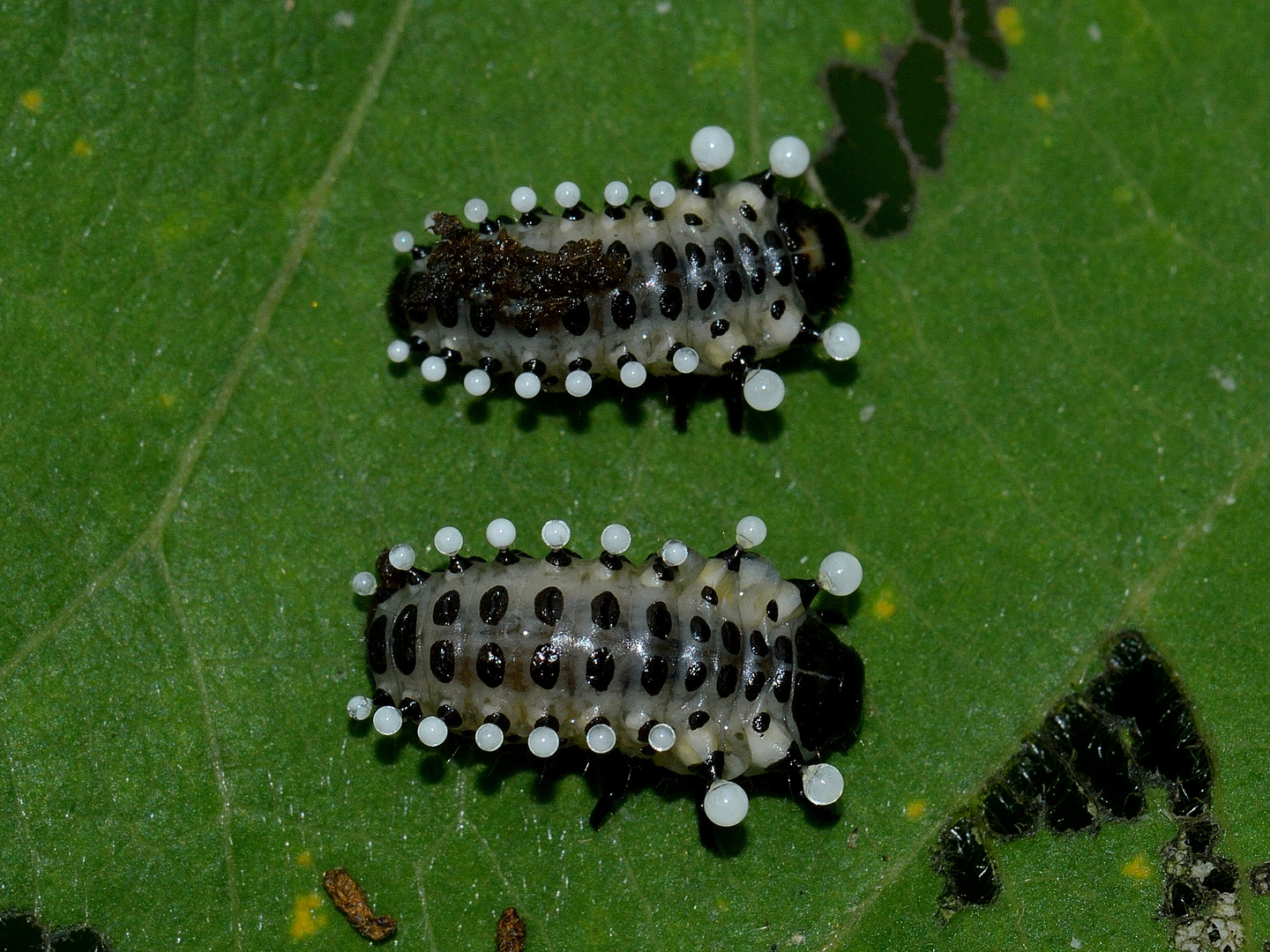 Chrysomela populi, Pappelblattkäfer