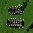 Chrysomela populi, Pappelblattkäfer