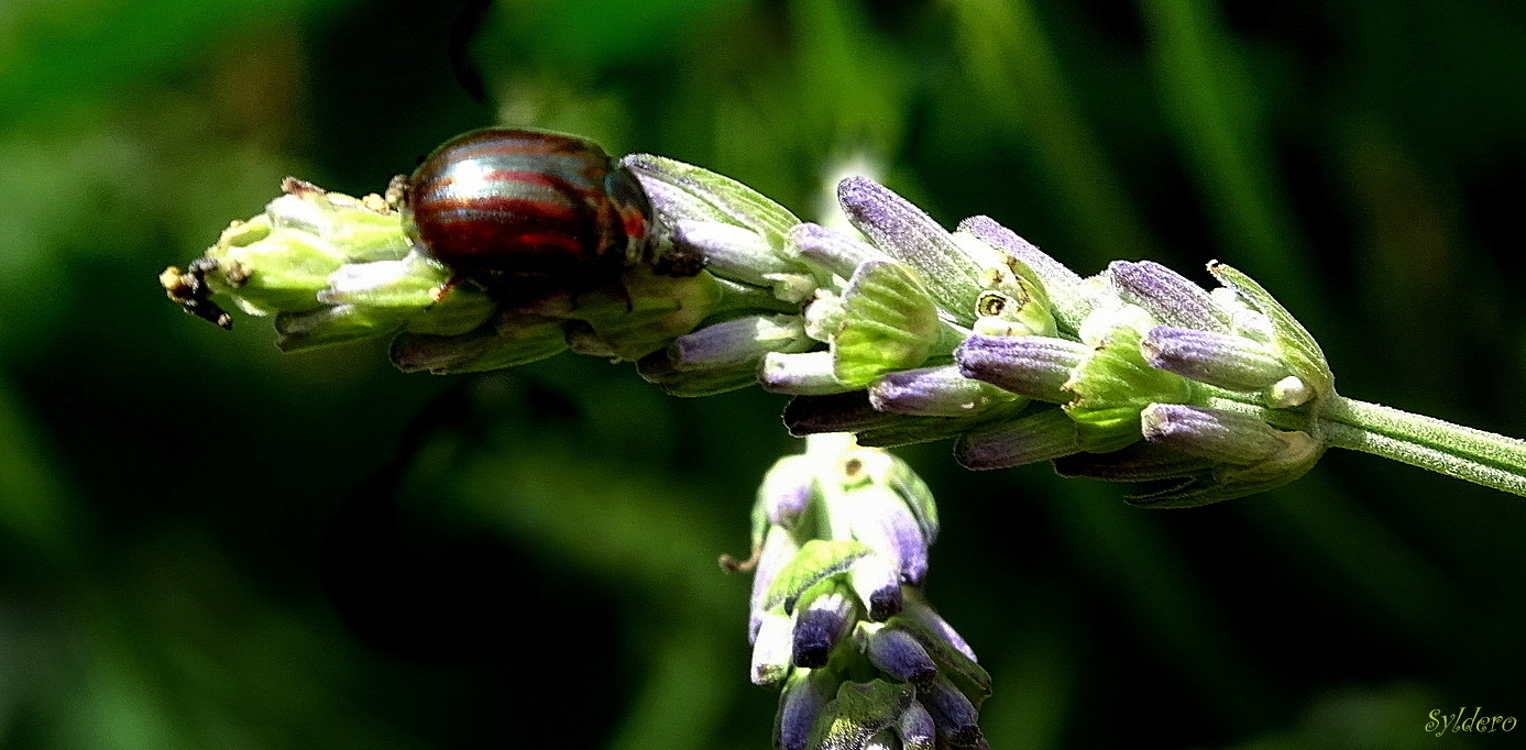 Chrysomèle américaine