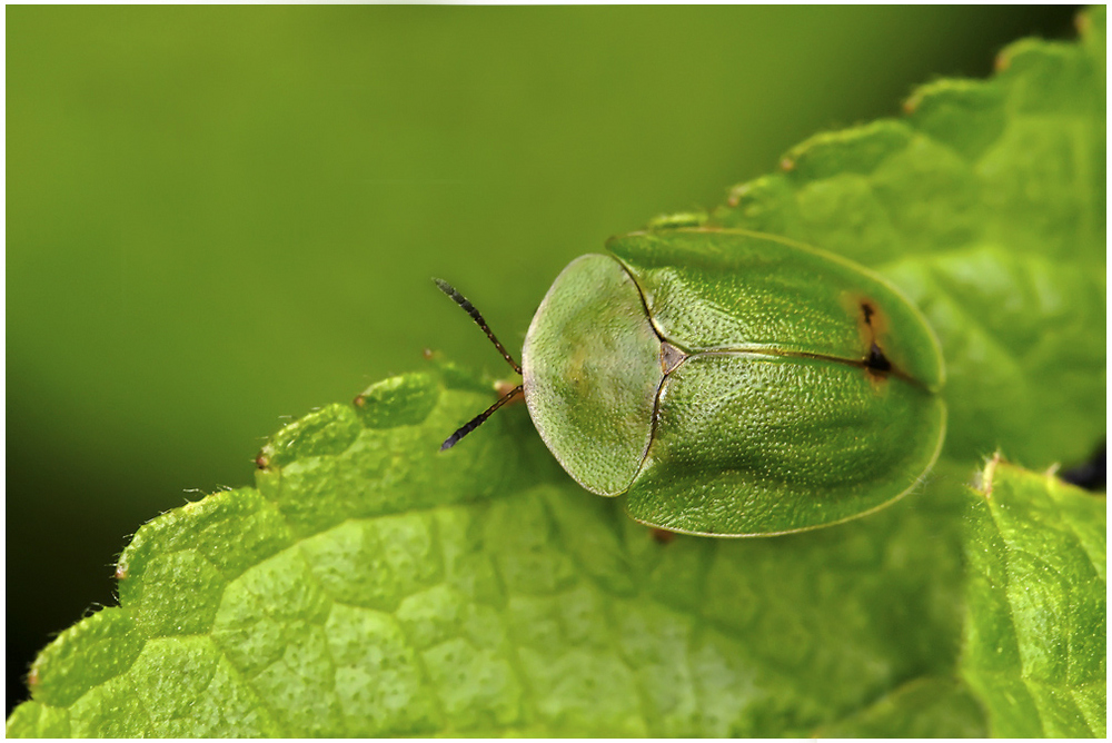 Chrysomèle, Cassida viridis