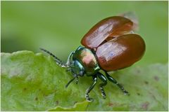 Chrysomèle (Chrysoline polita)