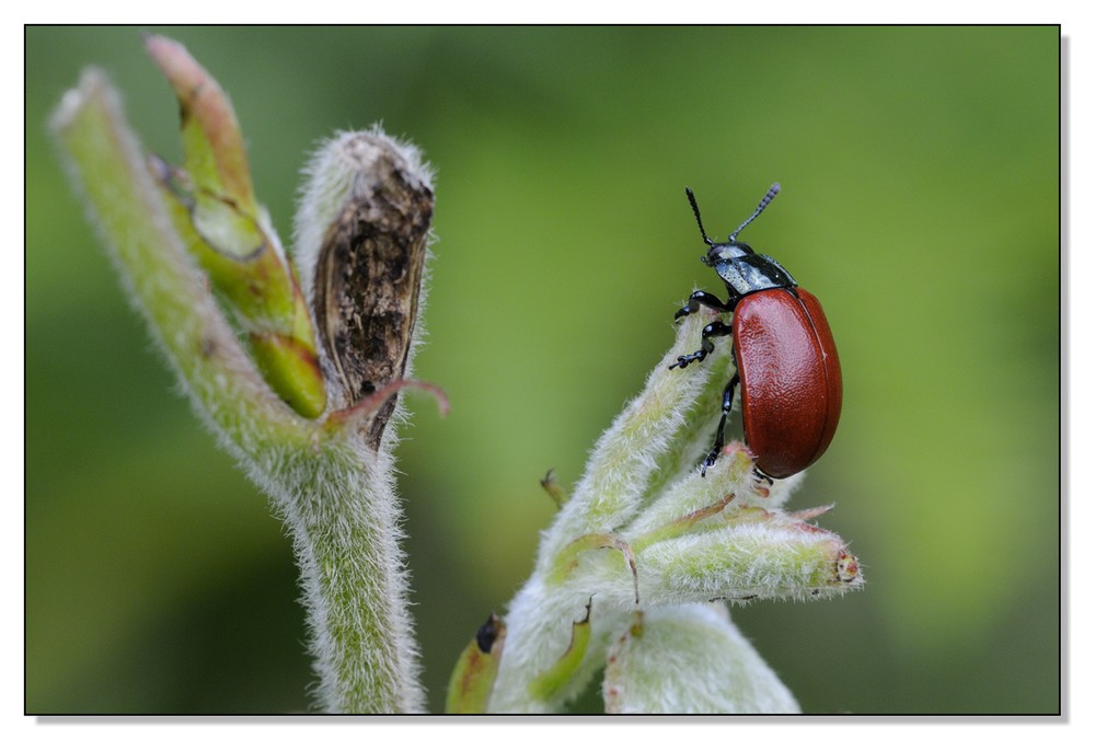 Chrysomèle du peuplier (Melasoma populi)