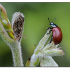 Chrysomèle du peuplier (Melasoma populi)