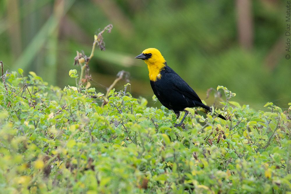 Chrysomus icterocephalus