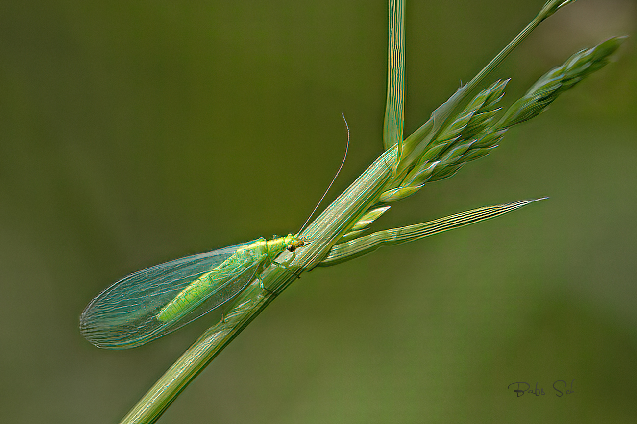 Chrysopa oculata