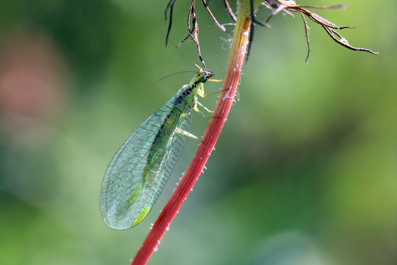 Chrysopa perla