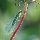 Chrysopa perla