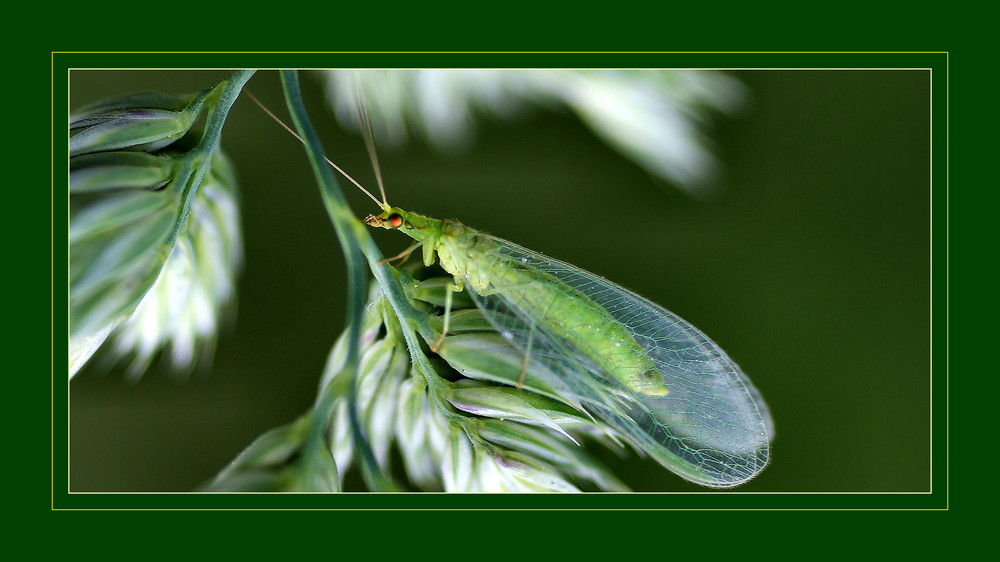 Chrysopa Perla