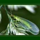 Chrysopa Perla