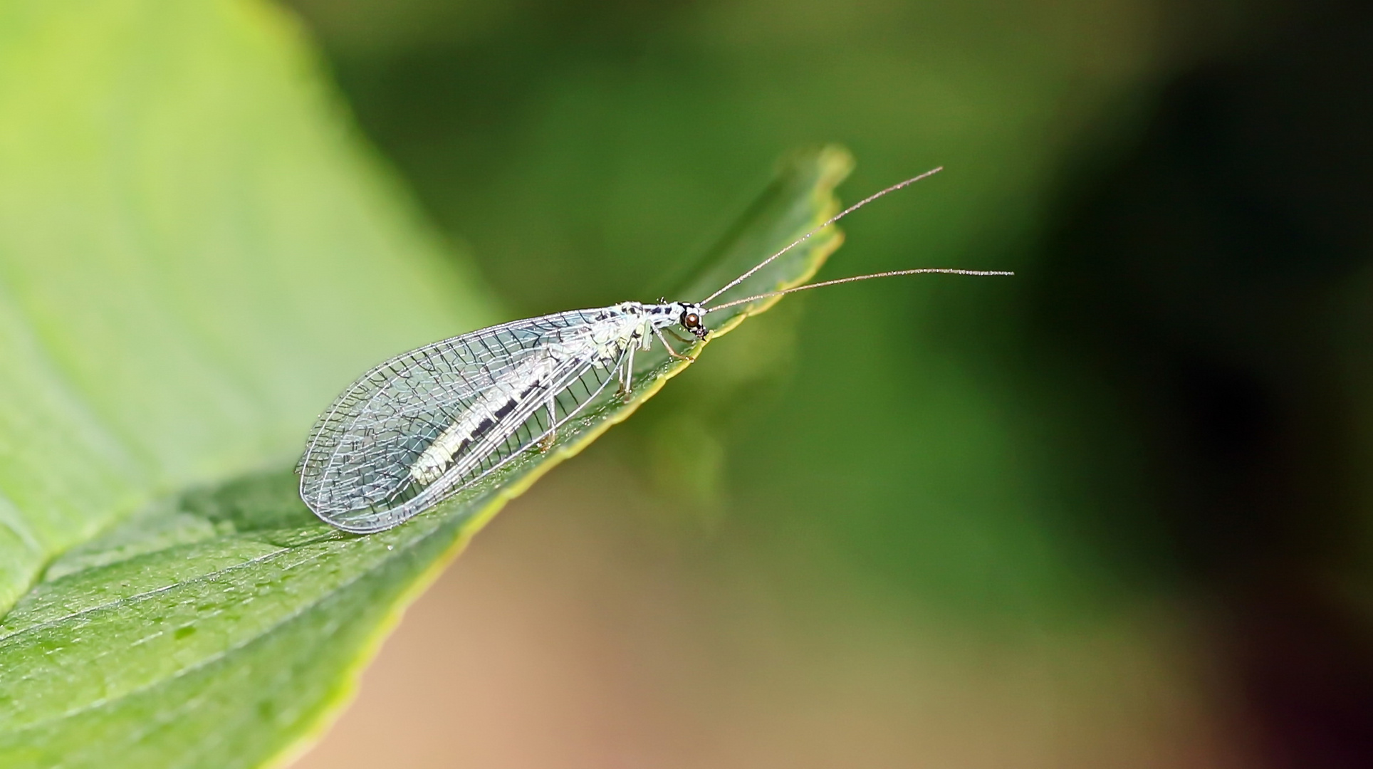 Chrysopa perla,Grünes Perlenauge