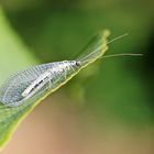 Chrysopa perla,Grünes Perlenauge