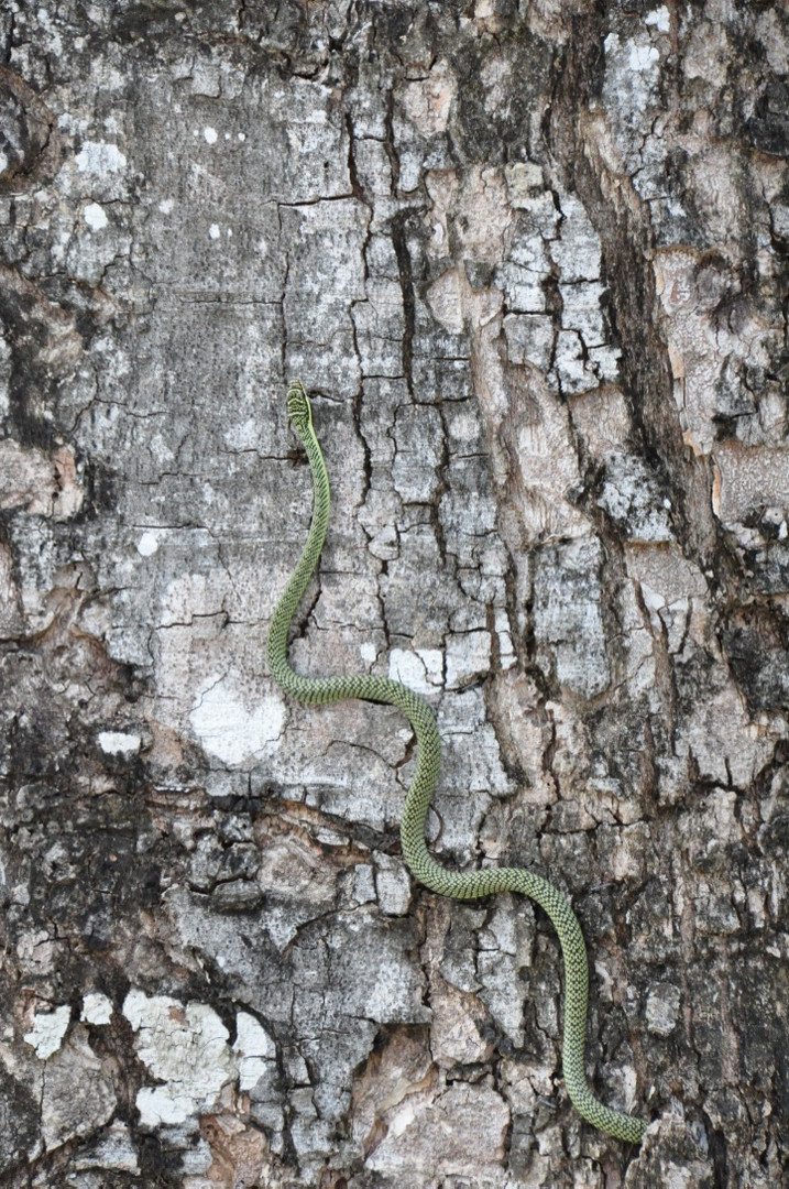 Chrysopelea ornata ornatissima