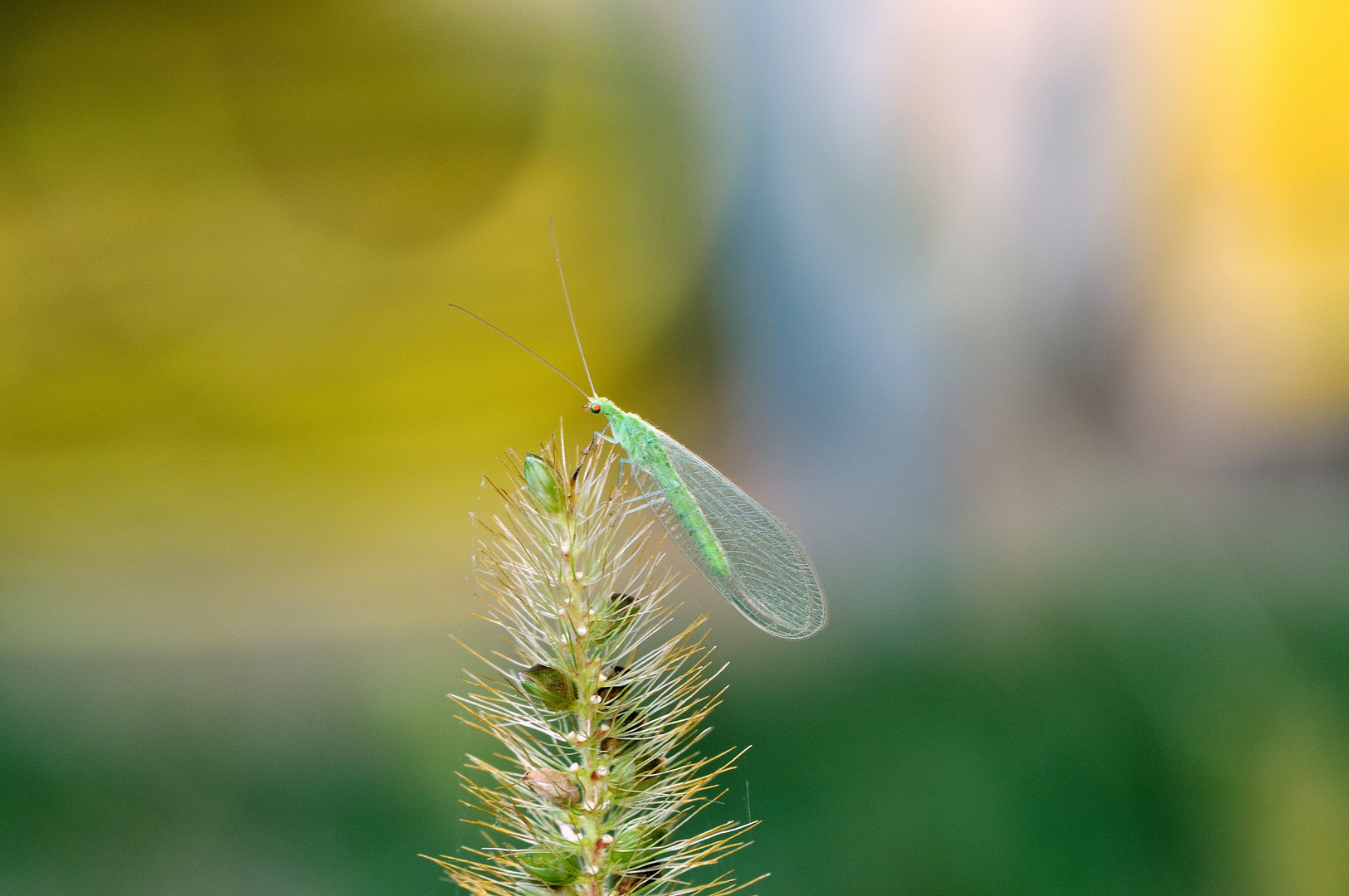 Chrysoperla carnea