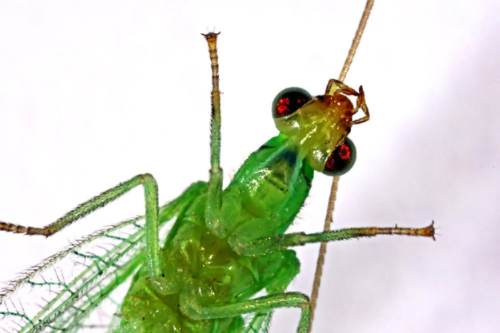 Chrysoperla carnea . Bauchseite