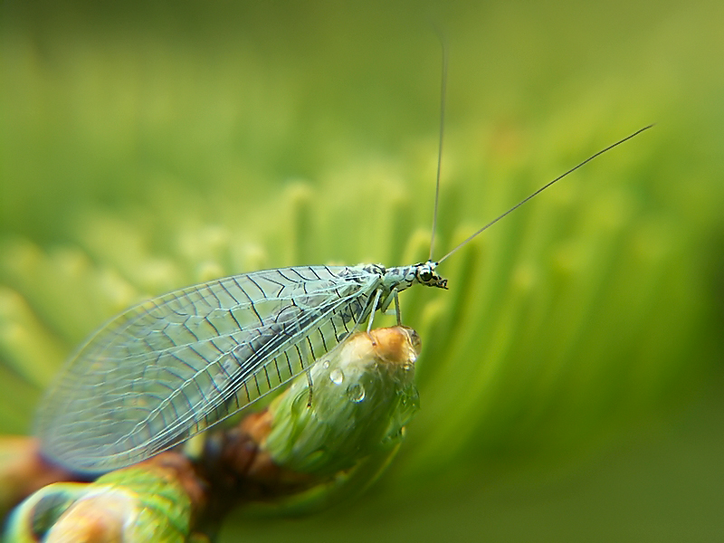 Chrysopidae