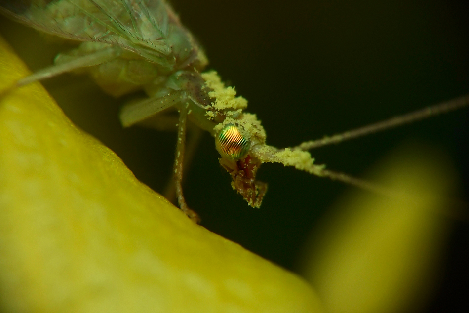 Chrysopidae again