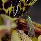 Chrysopidae an Paphiopedilum