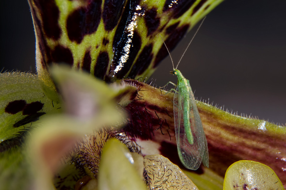 Chrysopidae an Paphiopedilum