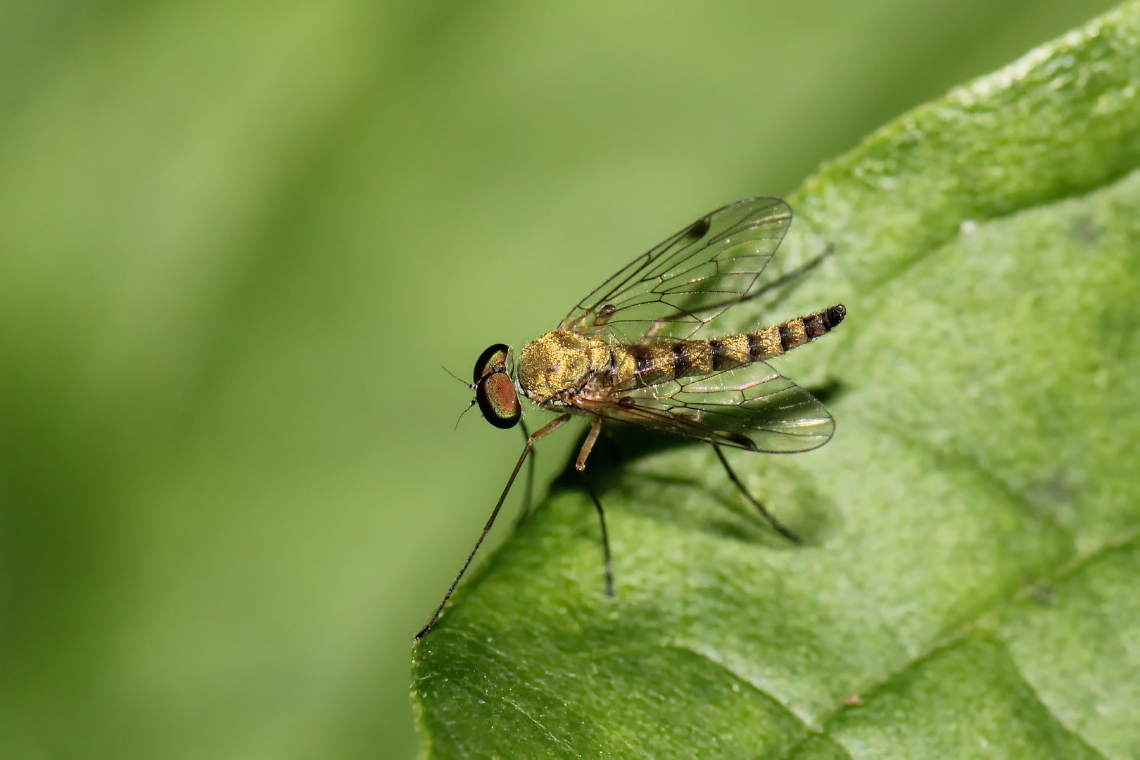 Chrysopilus splendidus