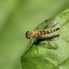 Chrysopilus splendidus