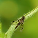 Chrysopilus splendidus